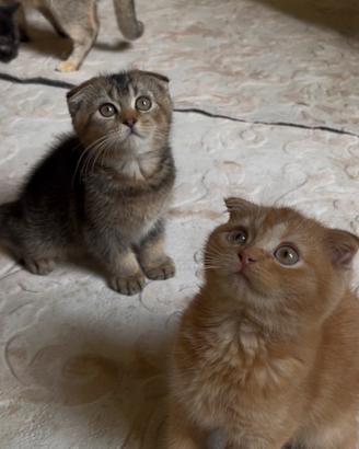 Scottish fold maschi