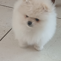 Spitz di pomerania nano mini pedigree
