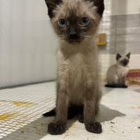 Gatta siamese