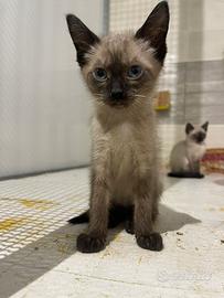 Gatta siamese
