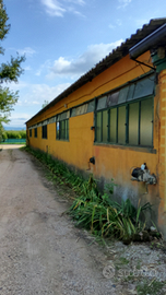 Magazzino agricolo 500 mq con ampio piazzale