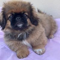 Cucciolo pechinese