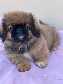 Cucciolo pechinese