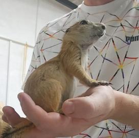 Cucciolo di cane della prateria