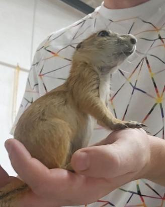 Cucciolo di cane della prateria