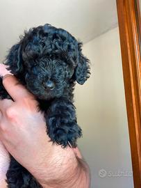 Ultimo cucciolo Barboncino
