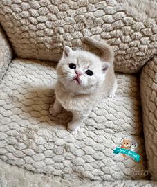British Shorthair Scottish Fold e Straight