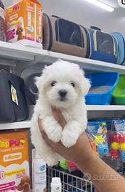 Maltese toy coreano
