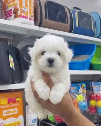 Maltese toy coreano