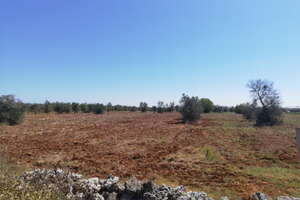 Terreno agricolo