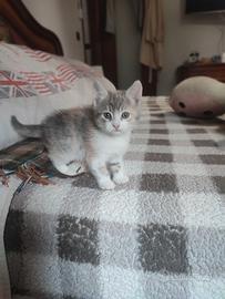 Animali gatto