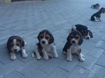 Cuccioli Beagle deliziosi