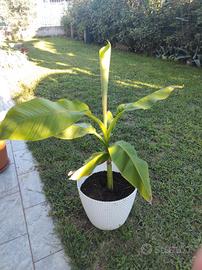 Banani-Fichi d"india-Agave