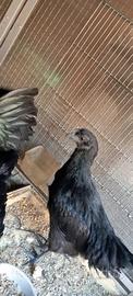 Galline Cenami
