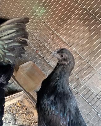 Galline Cenami