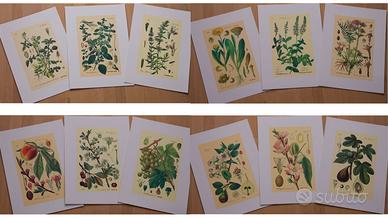12 litografie Arbora:  6 officinali, + 6 frutto