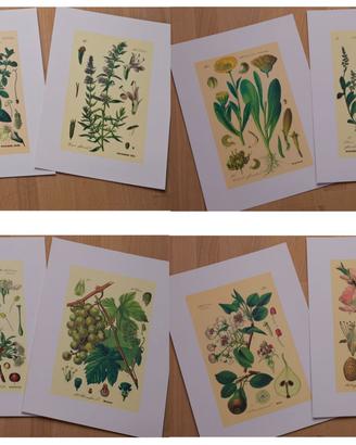 12 litografie Arbora:  6 officinali, + 6 frutto