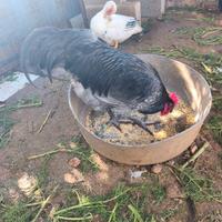 Galli razza Australorp