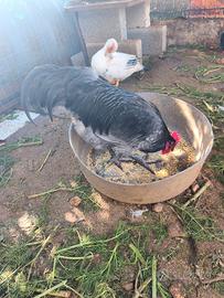 Galli razza Australorp