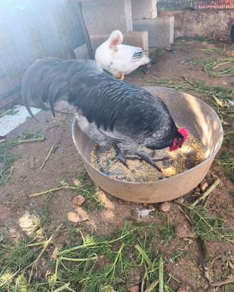 Galli razza Australorp