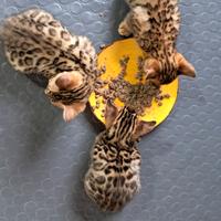 Gattini cuccioli Bengala