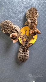 Gattini cuccioli Bengala