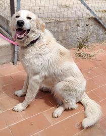 Cucciolona