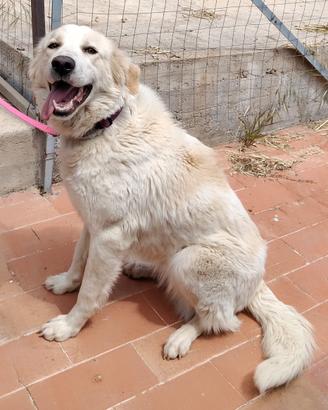 Cucciolona