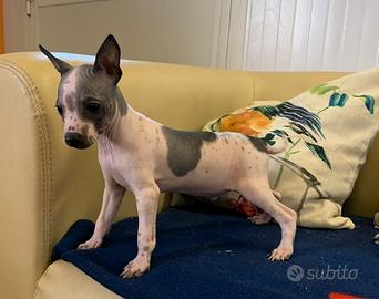 Cuccioli di American hairless terrier ( cane nudo)