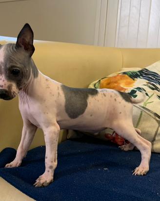 Cuccioli di American hairless terrier ( cane nudo)