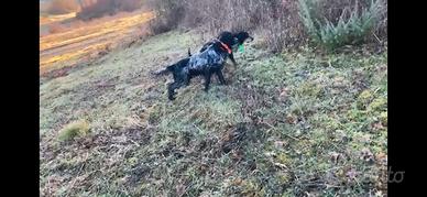 Setter inglese