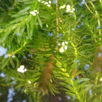 Egeria densa
