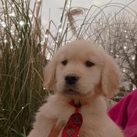 Golden retriever cuccioli