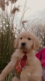 Golden retriever cuccioli