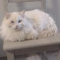 Cuccioloni di ragdoll con piedigree