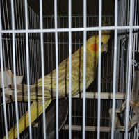 Pappagallo maschio calositi