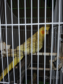 Pappagallo maschio calositi