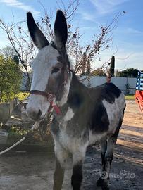 Asina femmina, 8 anni