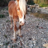 Haflinger