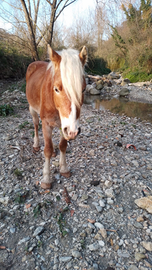 Haflinger