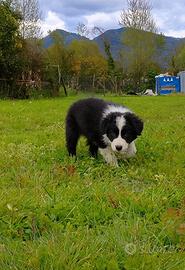 Border collie