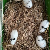 Coniglietti nani, testa di leoni