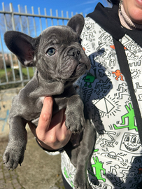 Bulldog francese total blue