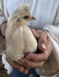 Pulcini di gallina Araucana(dalle uova azzurre)