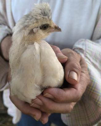 Pulcini di gallina Araucana(dalle uova azzurre)