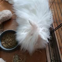 Coniglio angora pelo lungo