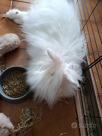 Coniglio angora pelo lungo