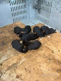 Cuccioli di rottweiler