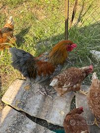 Galli,galline