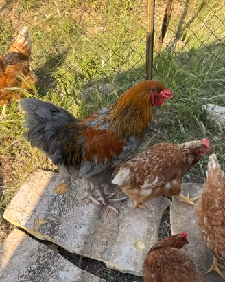 Galli,galline